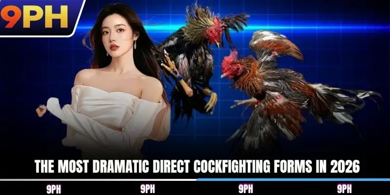 The most dramatic direct cockfighting forms in 2026
